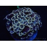 WYSIWYG Euphyllia ancora  (Mariculture acclimaté sous LED) 6 (16 cm)