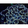 WYSIWYG Euphyllia ancora  (Mariculture acclimaté sous LED) 6 (16 cm)