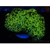 WYSIWYG Euphyllia ancora  (Mariculture acclimaté sous LED) 7 (16 cm)