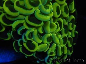 WYSIWYG Euphyllia ancora  (Mariculture acclimaté sous LED) 7 (16 cm)