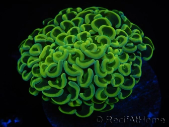 WYSIWYG Euphyllia ancora  (Mariculture acclimaté sous LED) 9 (16 cm)