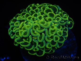 WYSIWYG Euphyllia ancora  (Mariculture acclimaté sous LED) 9 (16 cm)