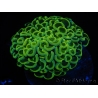 WYSIWYG Euphyllia ancora  (Mariculture acclimaté sous LED) 9 (16 cm)