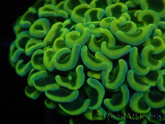 WYSIWYG Euphyllia ancora  (Mariculture acclimaté sous LED) 9 (16 cm)