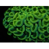 WYSIWYG Euphyllia ancora  (Mariculture acclimaté sous LED) 9 (16 cm)