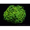 WYSIWYG Euphyllia ancora  (Mariculture acclimaté sous LED) 10 (16 cm)