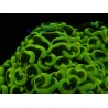 WYSIWYG Euphyllia ancora  (Mariculture acclimaté sous LED) 10 (16 cm)