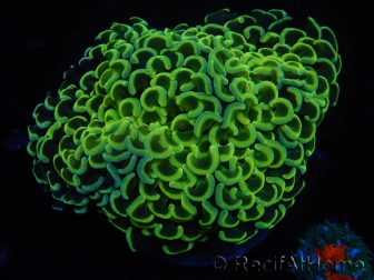 WYSIWYG Euphyllia ancora  (Mariculture acclimaté sous LED) 12 (16 cm)