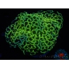 WYSIWYG Euphyllia ancora  (Mariculture acclimaté sous LED) 12 (16 cm)