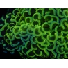 WYSIWYG Euphyllia ancora  (Mariculture acclimaté sous LED) 12 (16 cm)