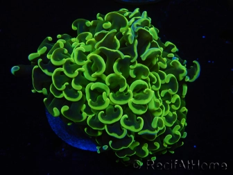 WYSIWYG Euphyllia ancora  (Mariculture acclimaté sous LED) 14 (16 cm)