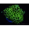 WYSIWYG Euphyllia ancora  (Mariculture acclimaté sous LED) 14 (16 cm)