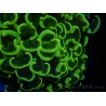 WYSIWYG Euphyllia ancora  (Mariculture acclimaté sous LED) 14 (16 cm)