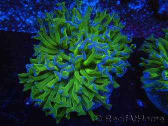 WYSIWYG Euphyllia ancora  (Mariculture acclimaté sous LED) 15 (16 cm)