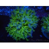 WYSIWYG Euphyllia ancora  (Mariculture acclimaté sous LED) 15 (16 cm)