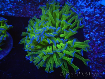 WYSIWYG Euphyllia ancora  (Mariculture acclimaté sous LED) 17 (16 cm)