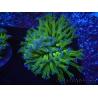 WYSIWYG Euphyllia ancora  (Mariculture acclimaté sous LED) 17 (16 cm)