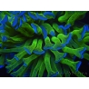 WYSIWYG Euphyllia ancora  (Mariculture acclimaté sous LED) 17 (16 cm)