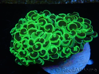 WYSIWYG Euphyllia ancora  (Mariculture acclimaté sous LED) 5 (16 cm)