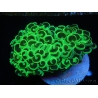 WYSIWYG Euphyllia ancora  (Mariculture acclimaté sous LED) 5 (16 cm)