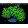 WYSIWYG Euphyllia ancora  (Mariculture acclimaté sous LED) 7 (16 cm)