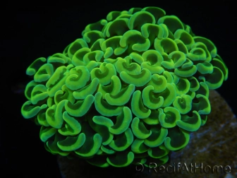 WYSIWYG Euphyllia ancora  (Mariculture acclimaté sous LED) 9 (16 cm)