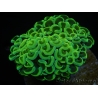 WYSIWYG Euphyllia ancora  (Mariculture acclimaté sous LED) 9 (16 cm)