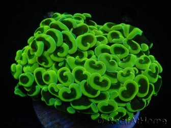 WYSIWYG Euphyllia ancora  (Mariculture acclimaté sous LED) 10 (16 cm)