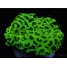 WYSIWYG Euphyllia ancora  (Mariculture acclimaté sous LED) 10 (16 cm)