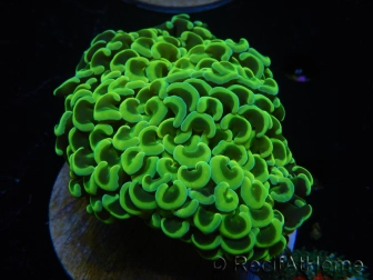 WYSIWYG Euphyllia ancora  (Mariculture acclimaté sous LED) 12 (16 cm)