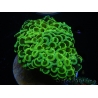 WYSIWYG Euphyllia ancora  (Mariculture acclimaté sous LED) 12 (16 cm)