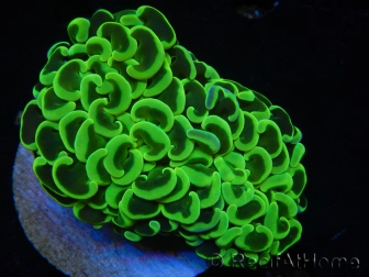 WYSIWYG Euphyllia ancora  (Mariculture acclimaté sous LED) 14 (16 cm)