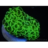 WYSIWYG Euphyllia ancora  (Mariculture acclimaté sous LED) 14 (16 cm)