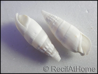 5 Coquilles Cerithium vergatus pour bernard l'ermites