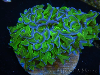 WYSIWYG Euphyllia ancora  (Mariculture acclimaté sous LED) 15 (16 cm)