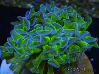 WYSIWYG Euphyllia ancora  (Mariculture acclimaté sous LED) 17 (16 cm)