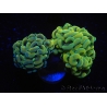 WYSIWYG Euphyllia paraancora Big Head (Mariculture acclimaté sous LED) 4E6