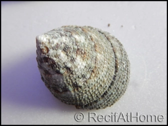 5 Coquilles Trochus lineatus pour Bernard l'hermite 