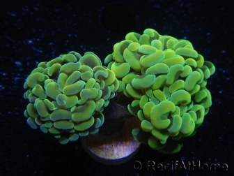 WYSIWYG Euphyllia paraancora Big Head (Mariculture acclimaté sous LED) 4E6