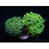 WYSIWYG Euphyllia paraancora Big Head (Mariculture acclimaté sous LED) 4E6