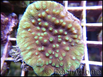 Turbinaria sp vert fluo Taille S