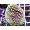 Turbinaria sp vert fluo Taille S