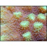 Turbinaria sp vert fluo Taille S