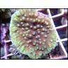 Turbinaria sp vert fluo Taille S