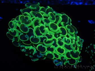 WYSIWYG Euphyllia ancora  (Mariculture acclimaté sous LED) 3 (Skeleton 5 cm/Open 10 cm)