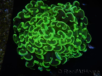 WYSIWYG Euphyllia ancora  (Mariculture acclimaté sous LED) 2 (Skeleton 3.5 cm/Open 10 cm)