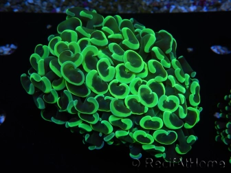 WYSIWYG Euphyllia ancora  (Mariculture acclimaté sous LED) 3 (Skeleton 5 cm/Open 10 cm)