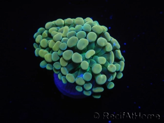 WYSIWYG Euphyllia paraancora Yellow Speckeled (Mariculture acclimaté sous LED) 4B3