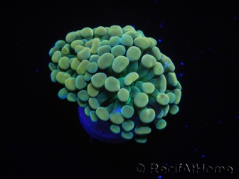 WYSIWYG Euphyllia paraancora Yellow Speckeled (Mariculture acclimaté sous LED) 4B3