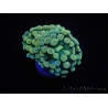 WYSIWYG Euphyllia paraancora Yellow Speckeled (Mariculture acclimaté sous LED) 4B3